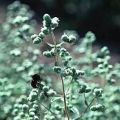 Μαντζουράνα-Ορίγανον το μάρον-Origanum Majorana
