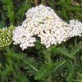 Αχιλλαία (Achillea millefolium)