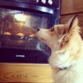 oh muffin... my muffin!!!