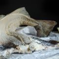 Τα μυστικά του παστού μπακαλιάρου