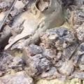 Mansaf: Αρνί με γιαούρτι