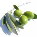 Πατέ ελιάς με μυρωδικά