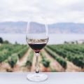 Grape Escape, το μέλλον του οινοτουρισμού στην[...]