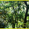 Φτιάχνω εύκολο  limoncello- diy easy limoncello