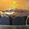 Κεϊκ Σοκολατοπειρασμός με Oreo ...& χωρίς ;)