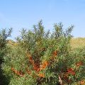 Φασκόμηλο: ένα υπέροχο αφέψημα και οι[...]