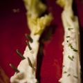 Σέλερι με gorgonzola - Pandespani.com