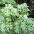 Αψιθιά (Artemisia Absinthium)