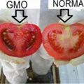 Πως θα ΞΕΧΩΡΙΖΕΤΕ τα ΜΕΤΑΛΛΑΓΜΕΝΑ GMO από τα[...]