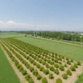 Growδιά Project: Μια ροδιά μεγαλώνει, χάρη σε[...]
