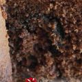Κέικ με κακάο, κανέλα και nutella συνταγή από[...]
