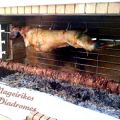 Αρνί στη σούβλα