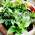 Πώς μαζεύουμε σπόρους από βασιλικό