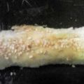 Ρολό με ψωμί του Τόστ Toast Rolls