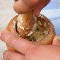 βιολογικό εντομοκτόνο με σκόρδο και κρεμμύδι